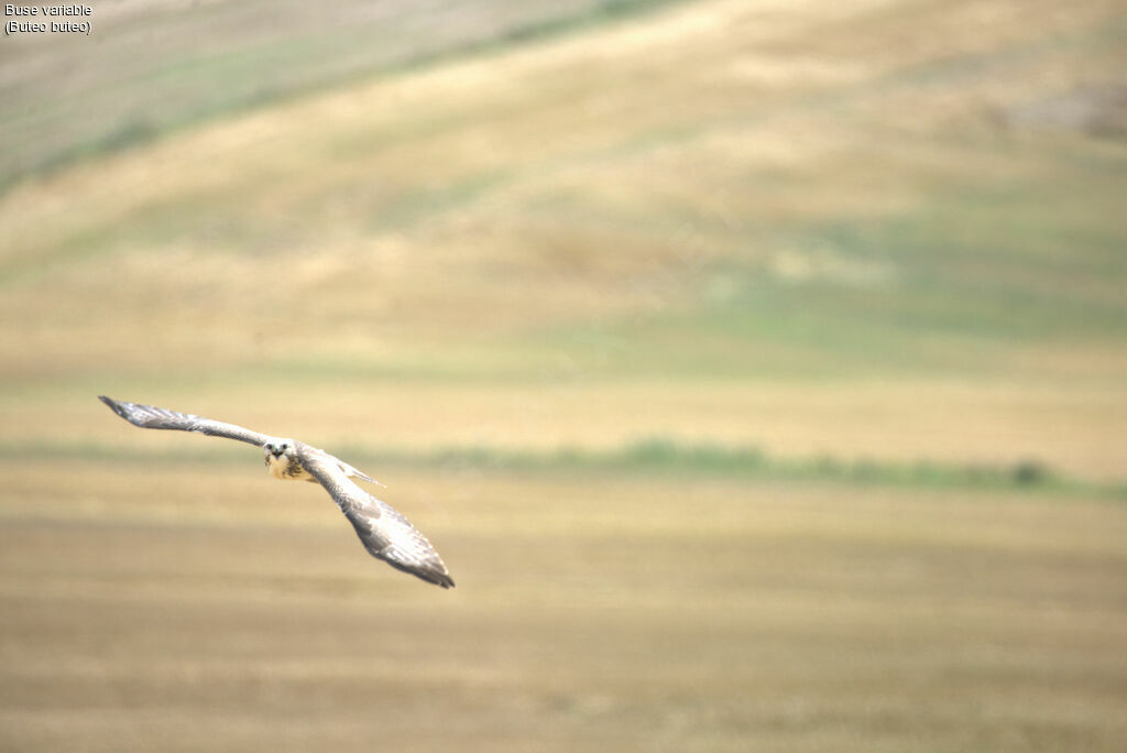 Common Buzzard