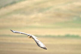 Common Buzzard