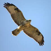 Common Buzzard