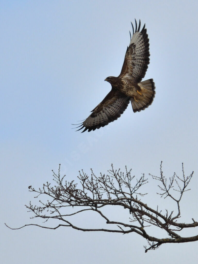 Common Buzzard