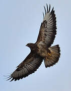 Common Buzzard