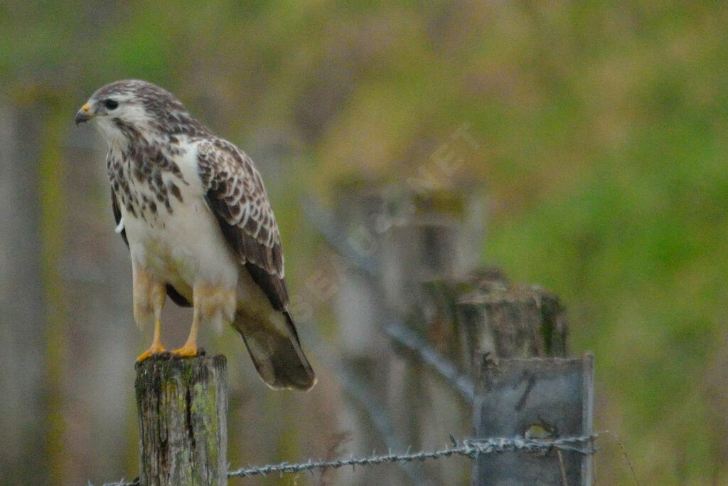 Common Buzzard