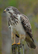 Common Buzzard