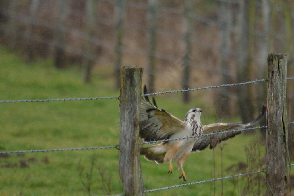 Buse variable