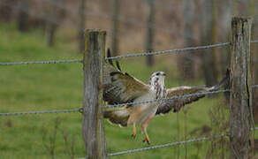 Common Buzzard