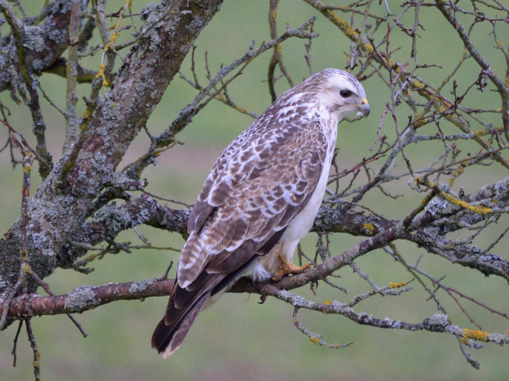 Common Buzzard