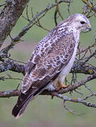 Common Buzzard