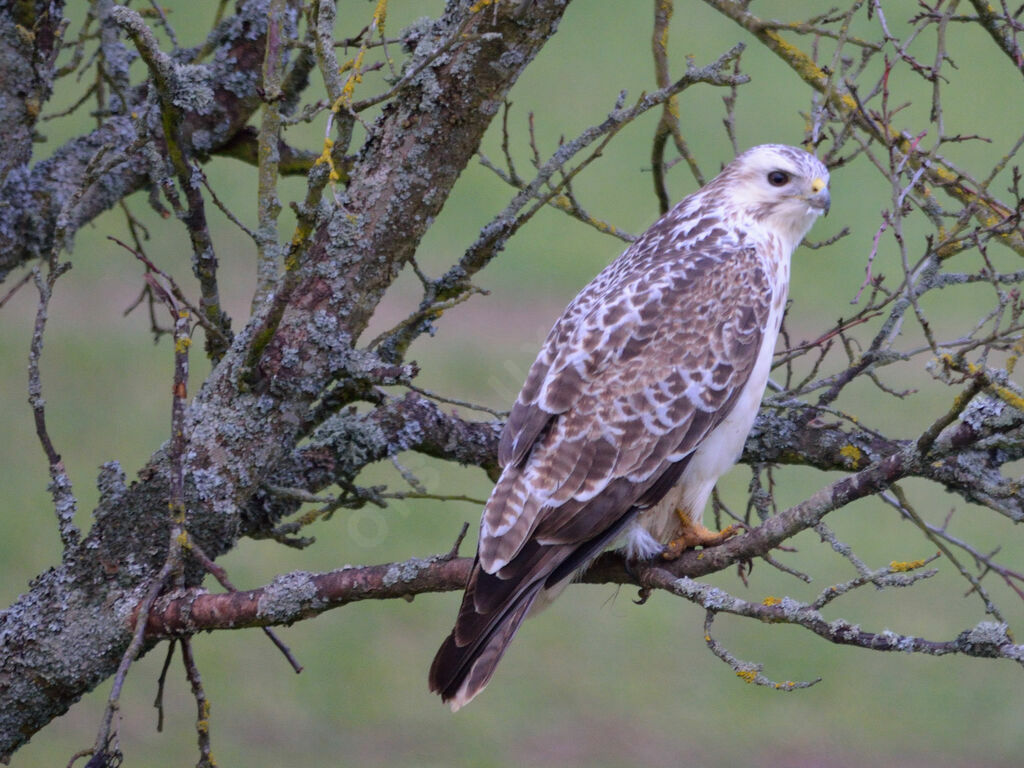 Common Buzzard