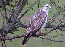 Common Buzzard