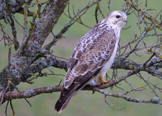 Buse variable