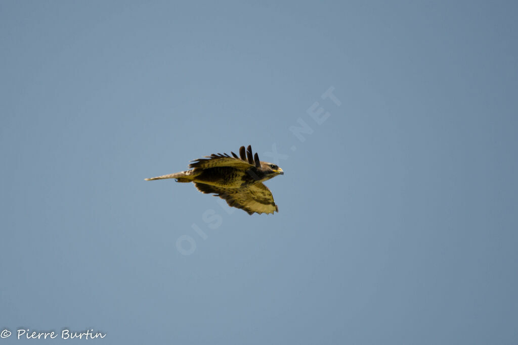 Common Buzzard