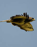 Common Buzzard