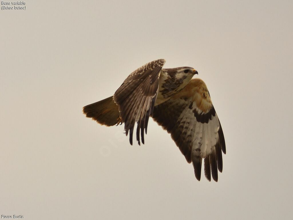 Common Buzzard, Flight