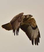 Common Buzzard