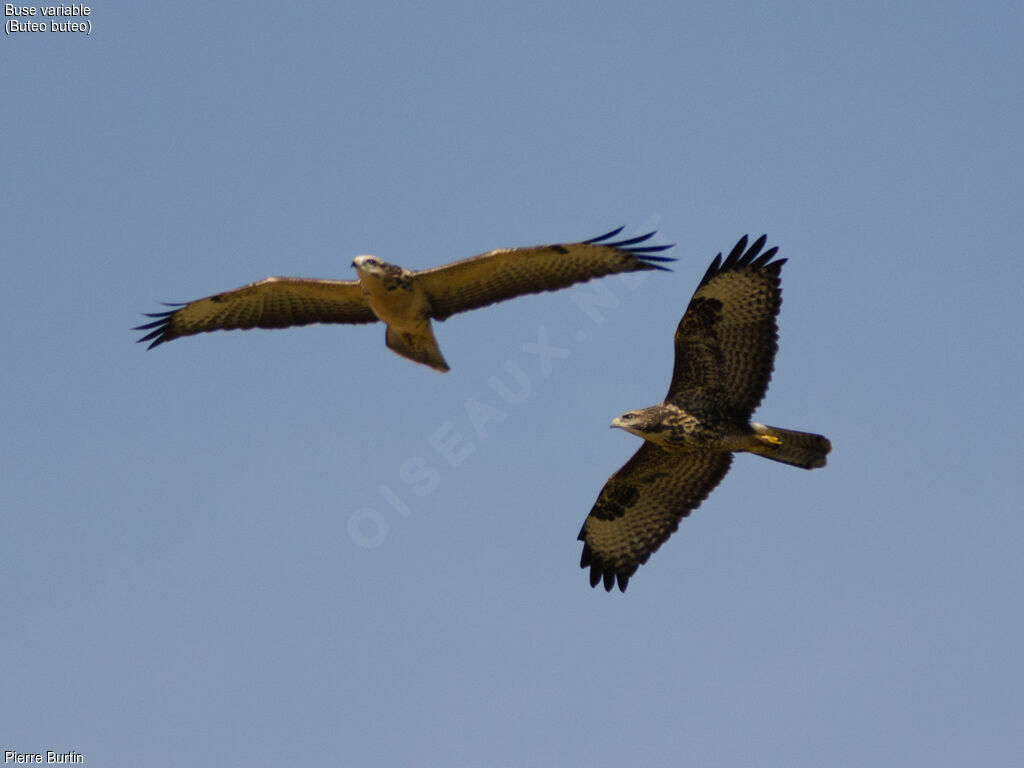 Common Buzzard , Flight