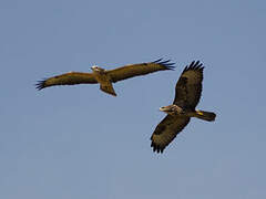 Common Buzzard