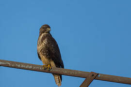 Common Buzzard