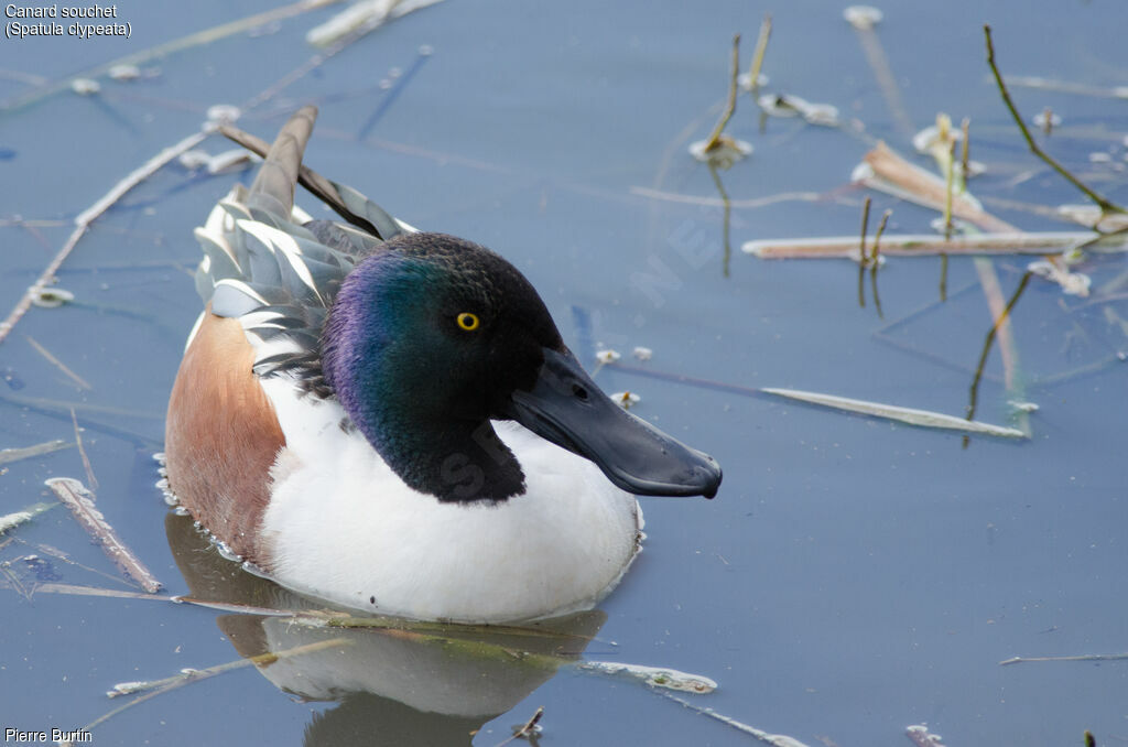 Canard souchet