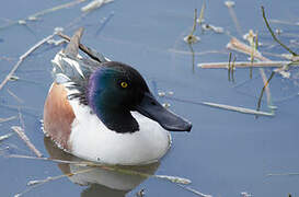 Northern Shoveler