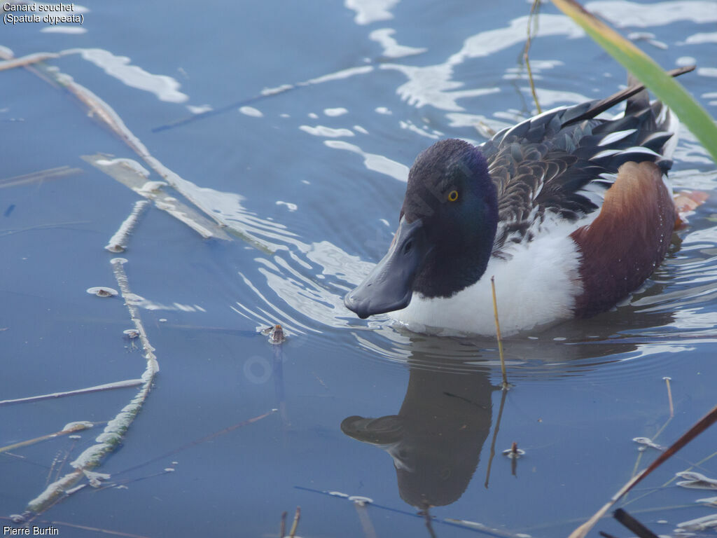 Canard souchet