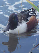 Northern Shoveler