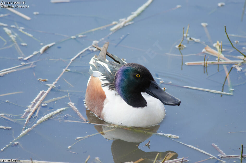 Canard souchet