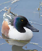 Northern Shoveler