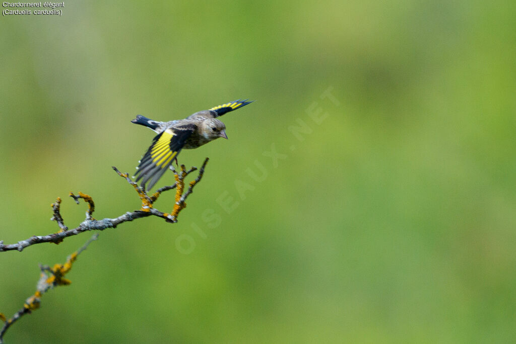 European Goldfinch