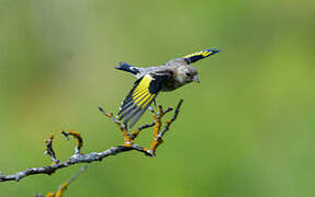 European Goldfinch