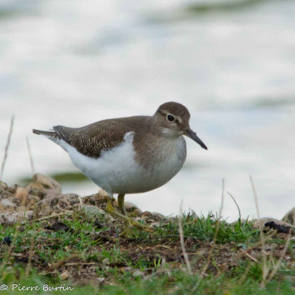 Common Sandpiperjuvenile