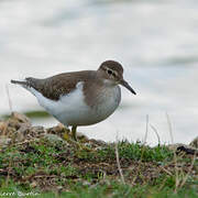 Common Sandpiper