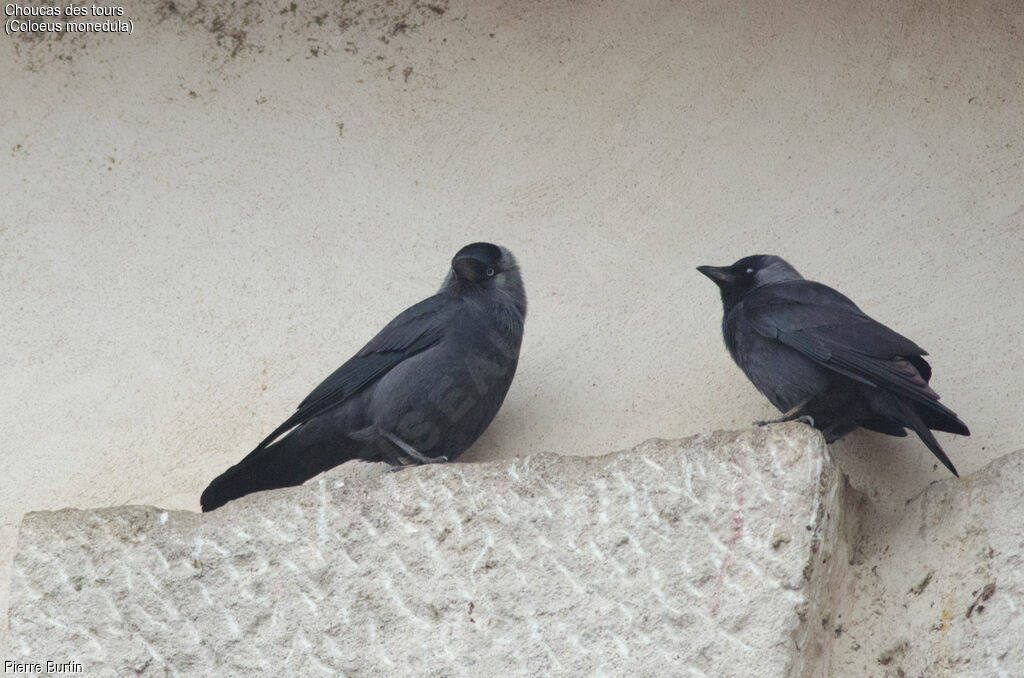 Western Jackdaw