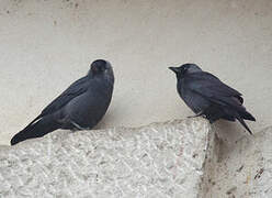 Western Jackdaw