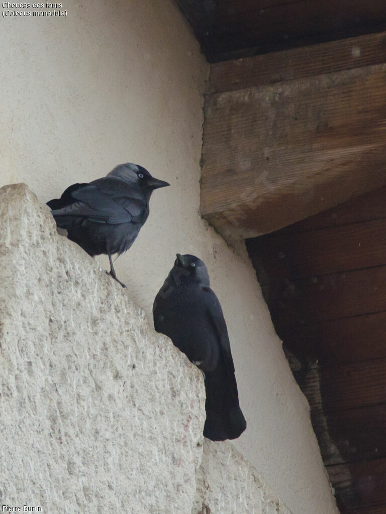 Western Jackdaw