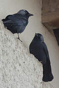 Western Jackdaw