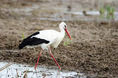 Cigogne blanche