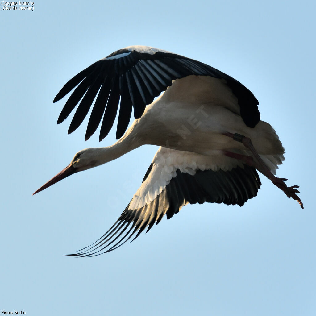 White Stork