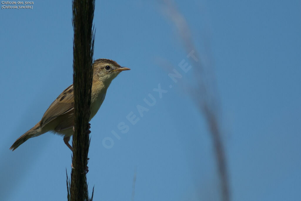 Zitting Cisticola