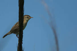 Zitting Cisticola