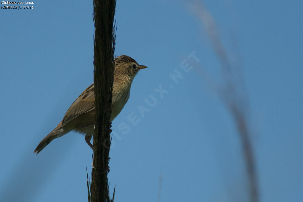 Zitting Cisticola