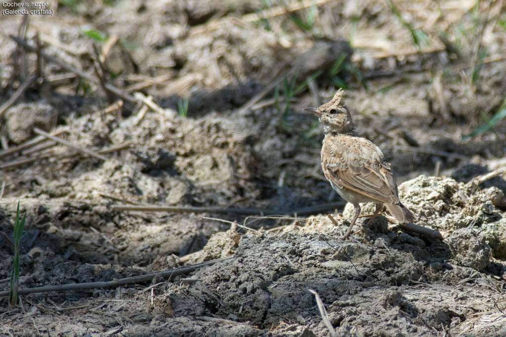 Cochevis huppé