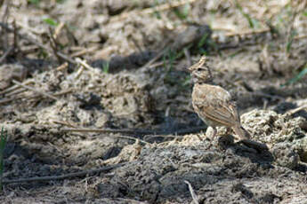 Cochevis huppé