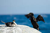 Cormoran à aigrettes