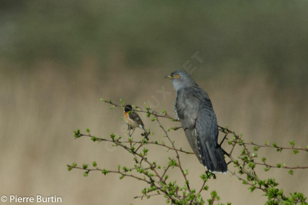 Common Cuckoo