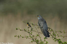 Common Cuckoo