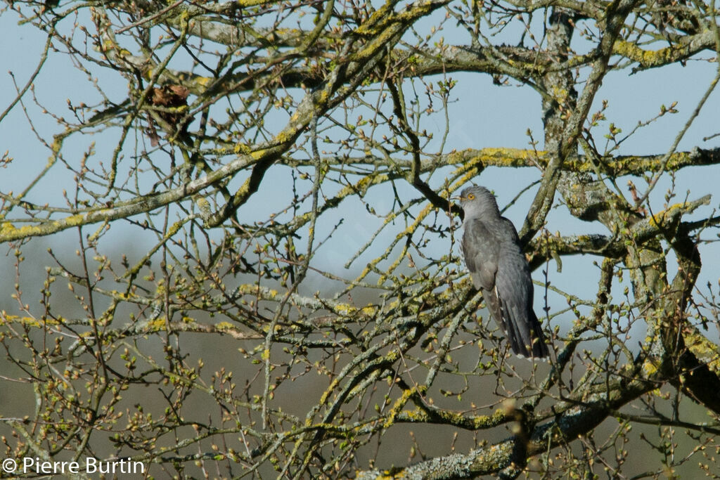 Common Cuckoo