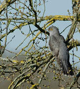 Common Cuckoo