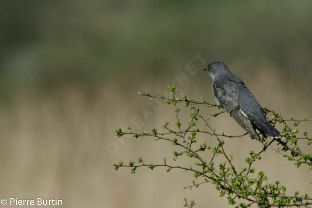 Common Cuckoo