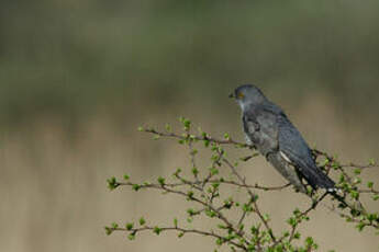 Coucou gris