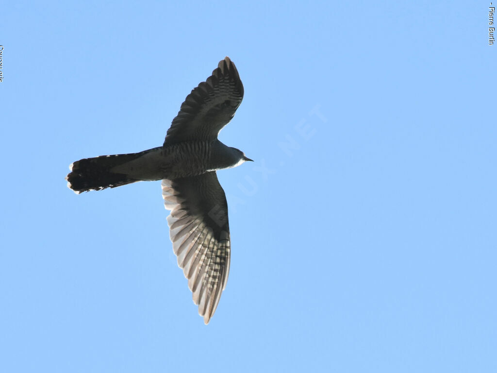 Common Cuckoo